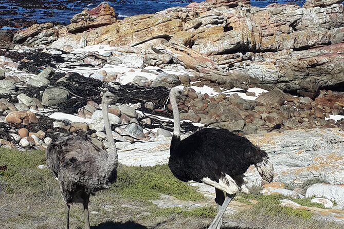 Cape of Good Hope and Cape Winelands Day Tour from Cape Town - Boulders Beach: a short look at African penguins