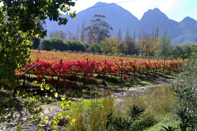 Cape of Good Hope and Cape Winelands Day Tour from Cape Town - Lunch and the cost of adding extras