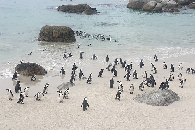 Cape of Good Hope and Cape Winelands Day Tour from Cape Town - Transport, group size, and the practical rhythm