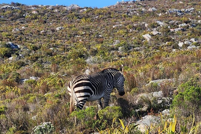 Cape of Good Hope and Penguin Beach Tour in Cape Town - Maidens Cove and the first Atlantic views