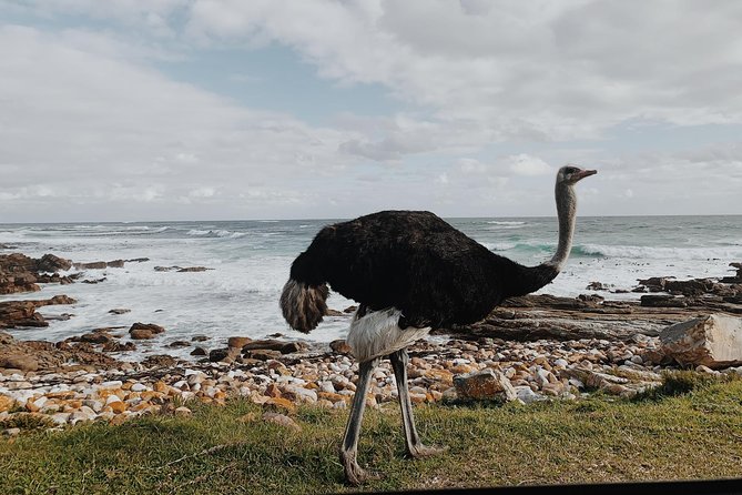 Cape Of Good Hope and Penguins Full Day Small Group Tour from Cape Town - The return through Muizenberg