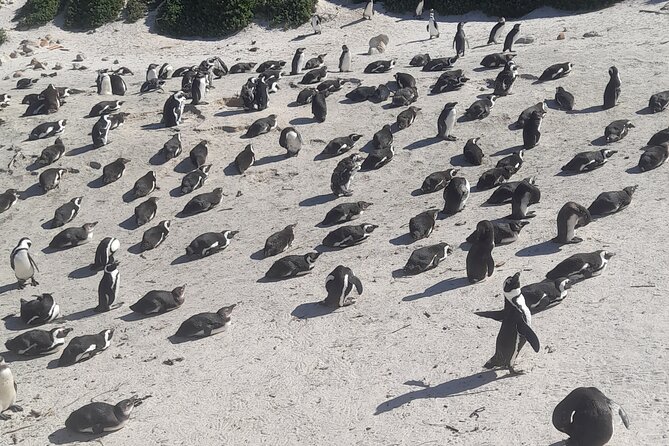 Cape of Good Hope and Penguins Full-Day Tour from Cape Town - The best reasons to choose this Cape Peninsula tour