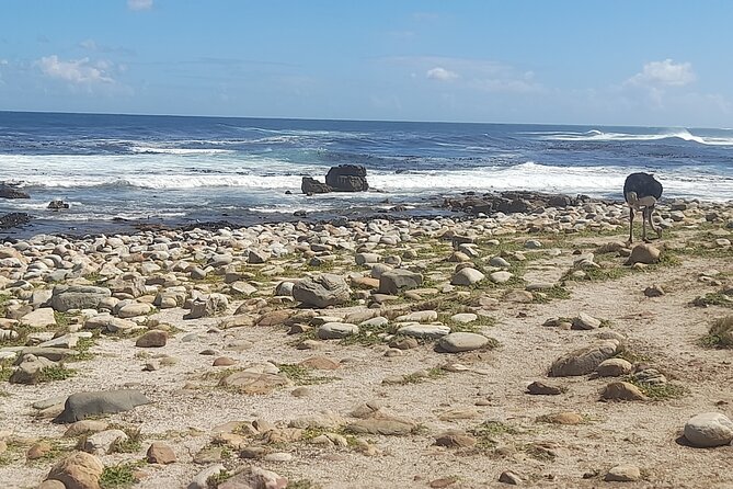 Cape of Good Hope and Penguins Full-Day Tour from Cape Town - Bo-Kaap starts the day with color and culture