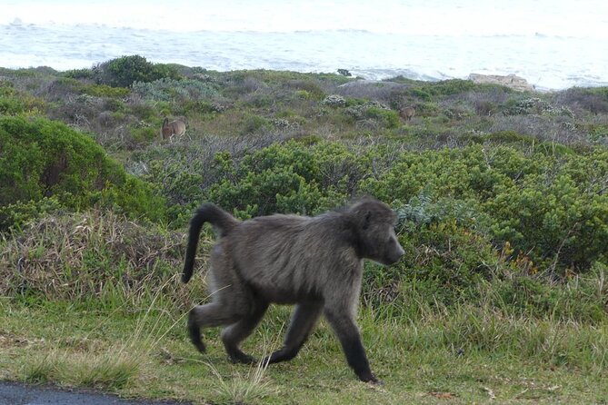 Cape of Good Hope and Penguins Full-Day Tour from Cape Town - Hout Bay offers a choice, at an extra cost