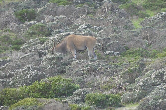 Cape of Good Hope and Penguins Full-Day Tour from Cape Town - Chapman’s Peak is the scenic heart of the drive