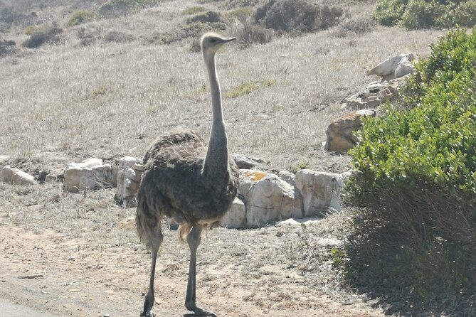 Cape of Good Hope and Penguins Full-Day Tour from Cape Town - Noordhoek Farm Village is a useful coffee pause