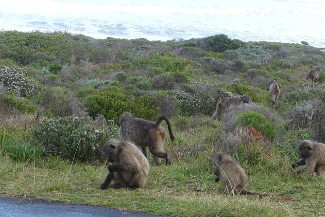 Cape of Good Hope and Penguins Full-Day Tour from Cape Town - Clifton and Camps Bay bring the glamour