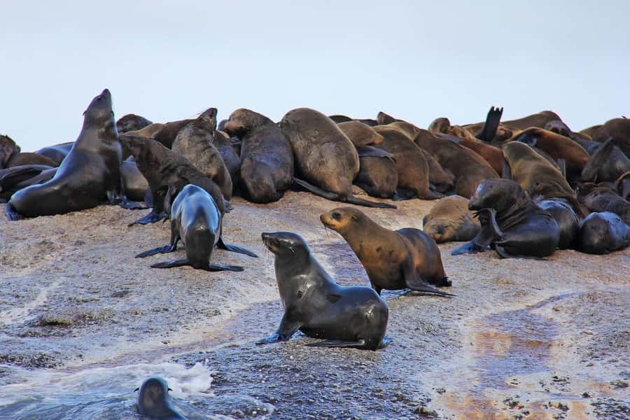 Cape of Good Hope and Penguins Private Tour with Entry Fees - Cape of Good Hope: history at the tip of the peninsula