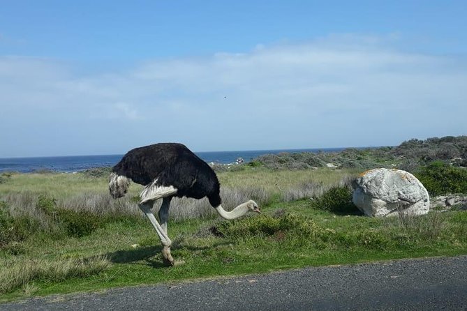 Cape of Good Hope and Penguins - Small Group - Full day - Why this tour works for a short Cape Town stay