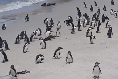 Cape of Good Hope and Penguins – Small Group – Full day