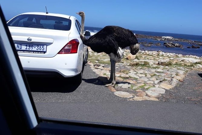 Cape of Good Hope and Penguins - Small Group - Full day - The ostrich farm is more pause than attraction