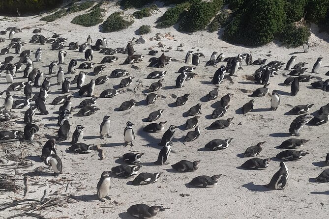 Cape of good hope and penguins small group Tours - Cape Point Nature Reserve is the day’s big outdoor section