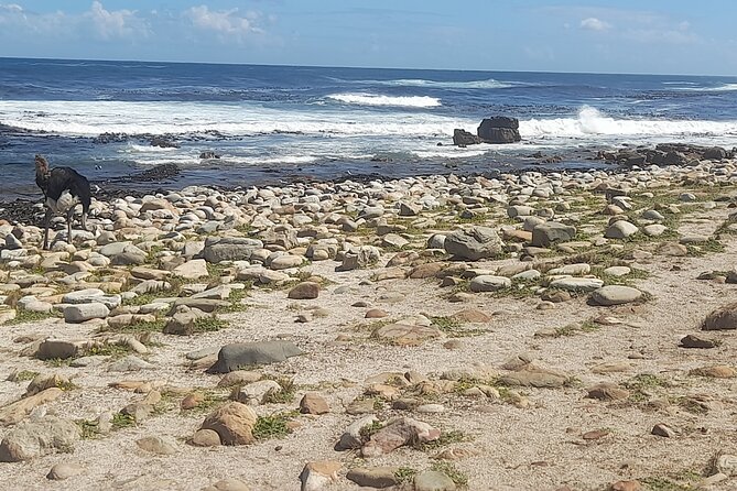 Cape of good hope and penguins small group Tours - Simon’s Town links naval history with the penguins