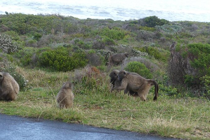 Cape of good hope and penguins small group Tours - Bantry Bay and Camps Bay bring the Atlantic into view