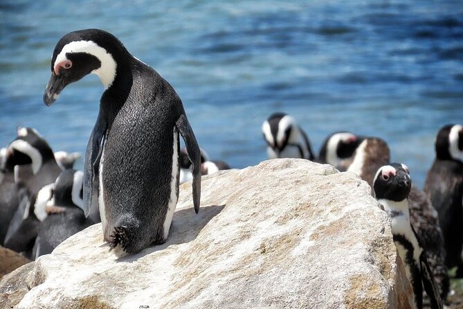 Cape Of Good Hope and Table Mountain Day Trip from Cape Town parks fees include - What the $190.79 price really covers