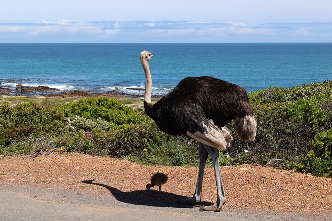 Cape Of Good Hope and Table Mountain Day Trip from Cape Town parks fees include - Boulders Beach brings you close to African penguins