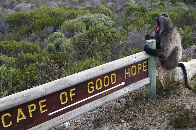 Cape of Good Hope & Boulder Penguins Full-Day Tour from Cape Town - Hout Bay and the optional Duiker Island boat