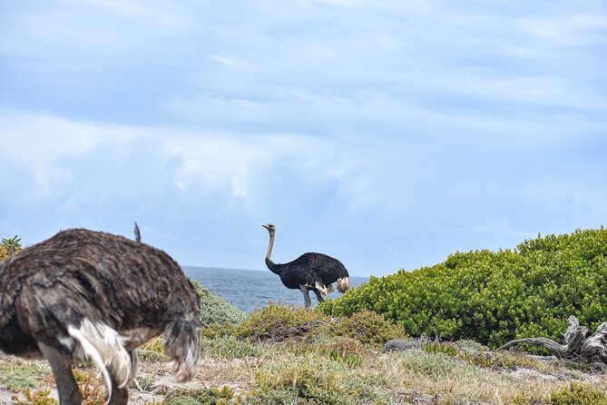 Cape of Good Hope & Boulder Penguins Full-Day Tour from Cape Town - Simon’s Town and lunch by False Bay