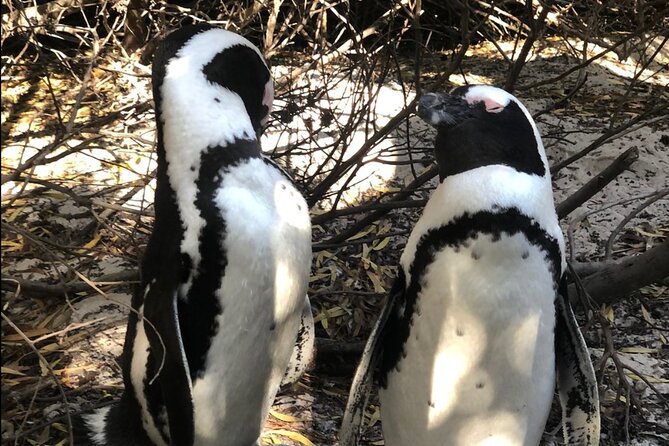 Cape of Good Hope, Boulders Beach Penguins and Wine (Traveler's Choice Award) - Cape Point Nature Reserve in two hours