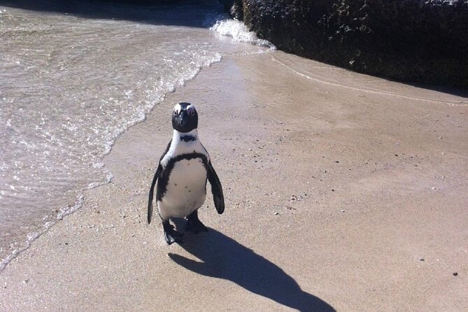 Cape of Good Hope, Boulders Beach Penguins and Wine (Traveler's Choice Award) - Why the private format can be worth the price