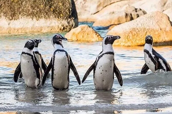 Cape of Good Hope, Cape Point, Penguins & Bo Kaap Full-Day Tour - Cape Point Nature Reserve and the Cape of Good Hope