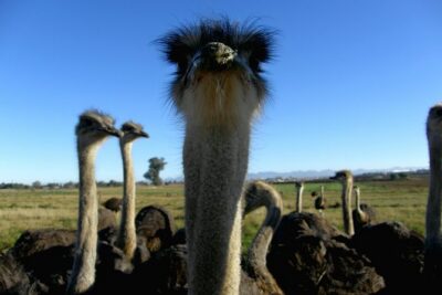 Cape of Good Hope, Cape Point & Penguins Private Afternoon Tour