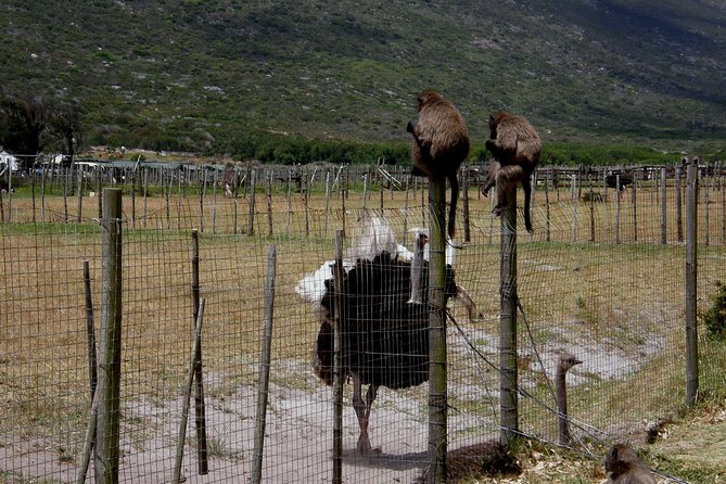 Cape of Good Hope, Cape Point & Penguins Private Afternoon Tour - Cape Point gives you a choice: walk or take the funicular