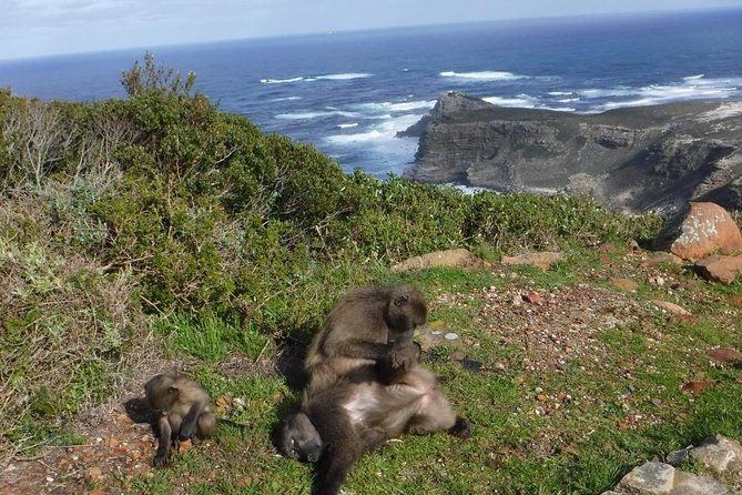 Cape of Good Hope, Cape Point & Penguins Private customizable Full Day Tour - Why this private Cape Peninsula route works