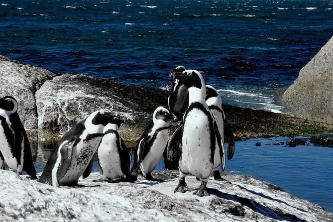 Cape of Good hope, Cape Point & Penguins, Private Morning Tour - Boulders Beach brings you close to African penguins