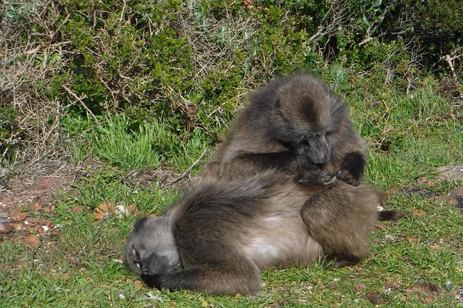 Cape of Good hope, Cape Point & Penguins, Private Morning Tour - A guide can make or break the short schedule