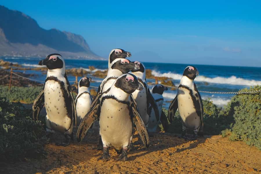 Cape of Good Hope, Chapman's Peak Drive, Penguins , Seals - Chapman’s Peak Drive is one of the day’s best rides
