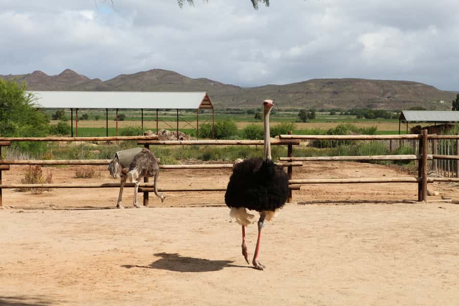 Cape of Good Hope Full-Day Private Tour - Chapmans Peak and the long peninsula drive