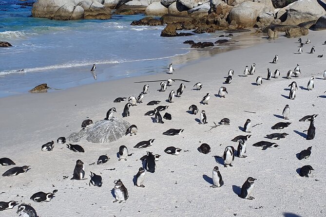 Cape of Good Hope & Penguins from Cape Town Full-Day Private Tour - Noordhoek adds a slower farm stop
