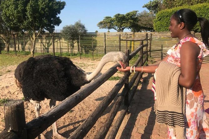 Cape of Good Hope & Penguins Full Day Tour From (The Mother City) Cape Town. - A quick stop with Cape Town’s ostriches