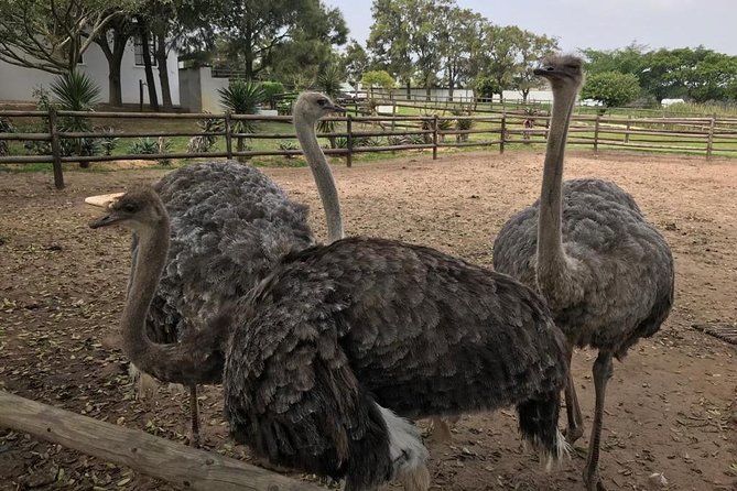 Cape of Good Hope & Penguins Full Day Tour From (The Mother City) Cape Town. - Cape Point Nature Reserve takes two hours