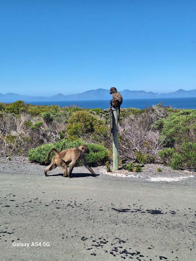 Cape of Good Hope & Penguins Private Tour - Key points at a glance