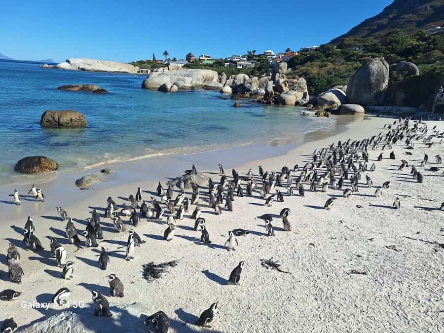 Cape of Good Hope & Penguins Private Tour - The Atlantic Seaboard and Camps Bay