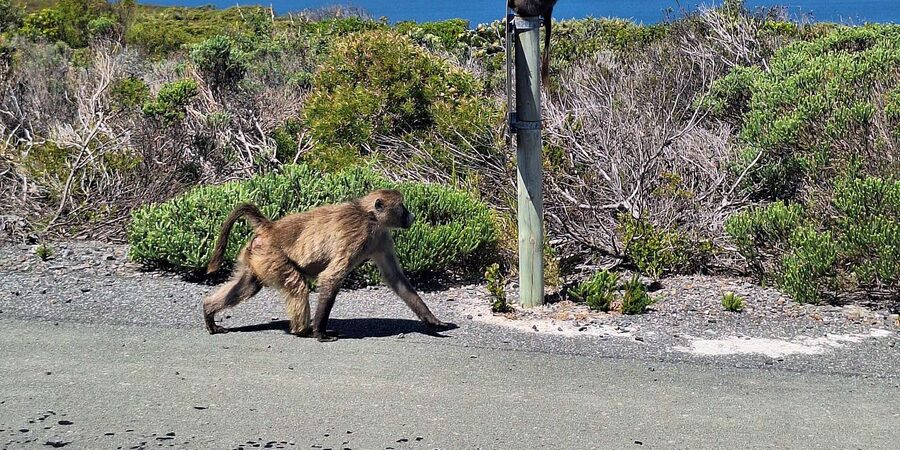 Cape of Good Hope & Penguins Private Tour - Hout Bay and the optional-feeling seal cruise
