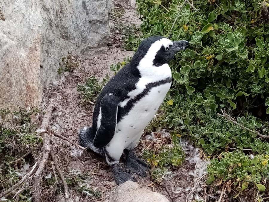Cape of Good Hope & Penguins Private Tour - Noordhoek Farm Village and the road toward the Cape