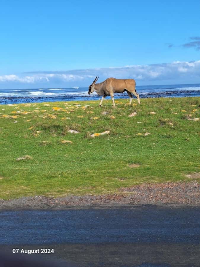 Cape of Good Hope & Penguins Private Tour - Two hours at the Cape of Good Hope