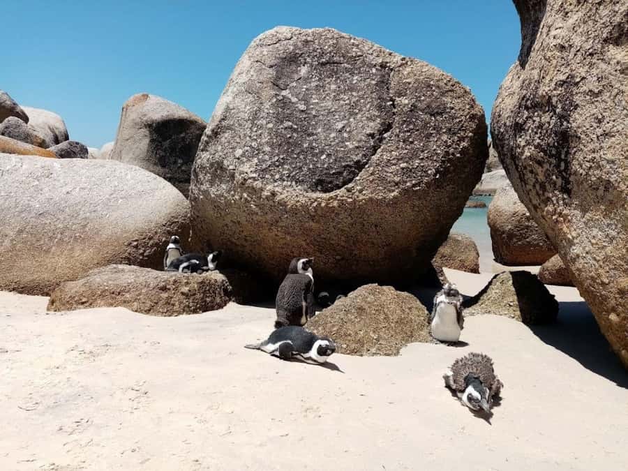 Cape of Good Hope & Penguins Private Tour - Cape Point and the lighthouse views