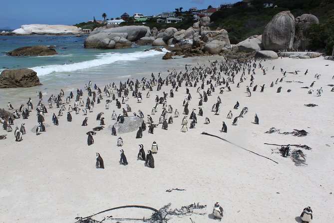 Cape Of Good Hope, Penguins Private Tour from Cape Town full day - Why a private Cape Peninsula tour works well