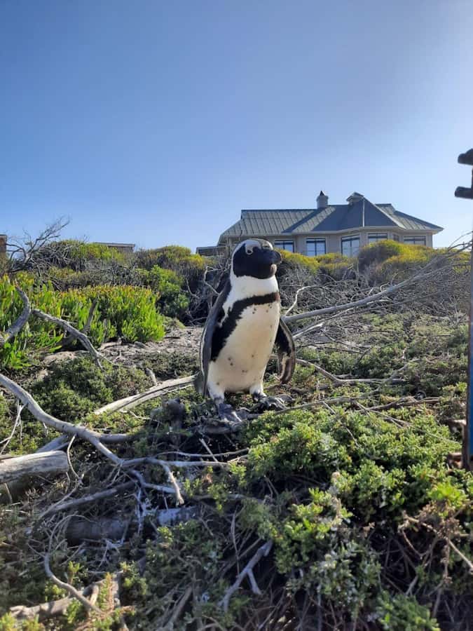 Cape of Good Hope & Penguins Private Tour - Chapmans Peak Drive brings the first big views