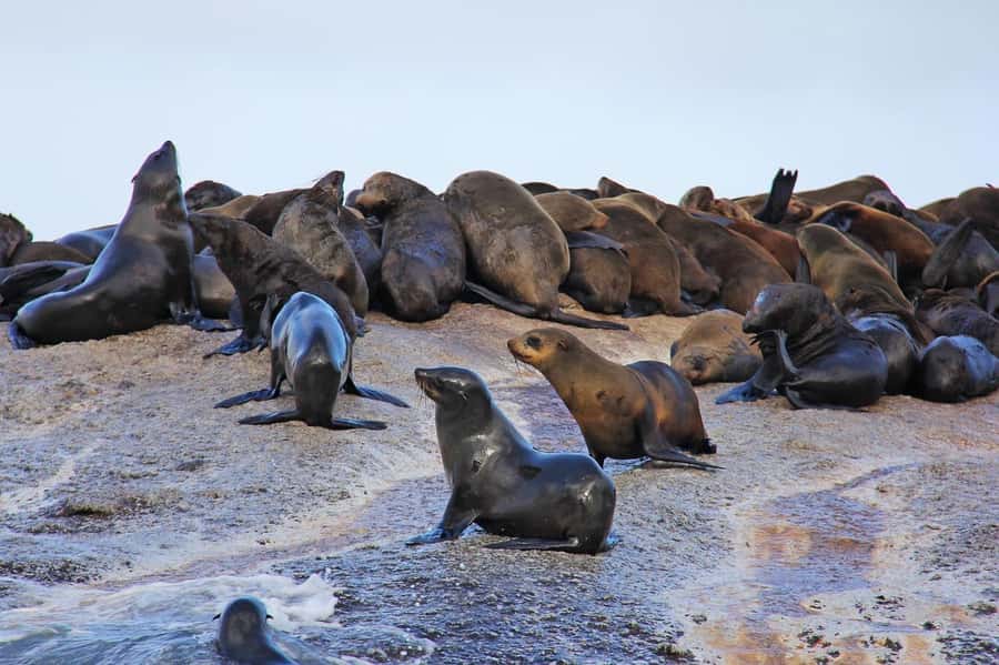 Cape of Good Hope Penguins Seals & Chapmans Peak Shared Tour - The Return Through Simon’s Town, Kalk Bay, and Muizenberg