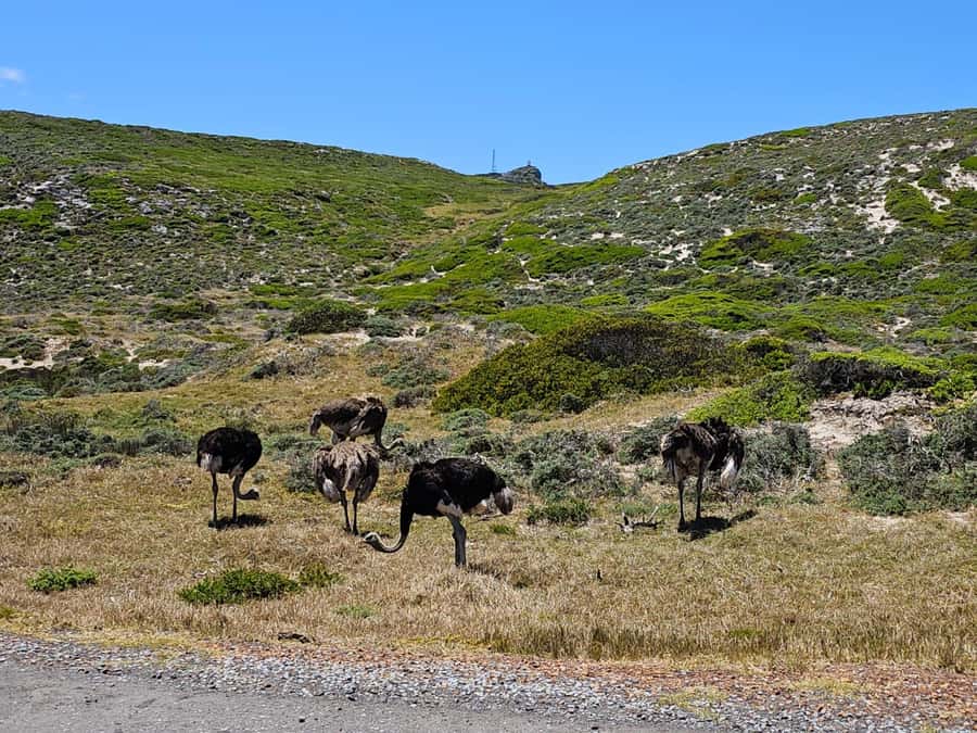 Cape of Good Hope & Penguins Shared Tour - Who should book this day out