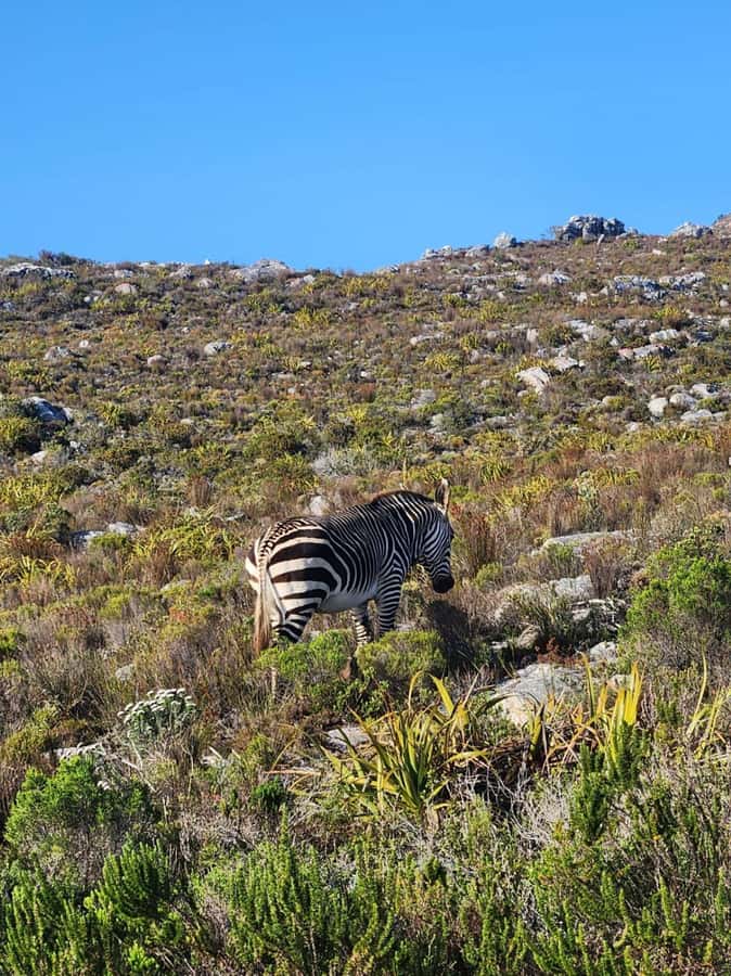 Cape of Good Hope & Penguins Shared Tour - Chapmans Peak Drive and the Atlantic views