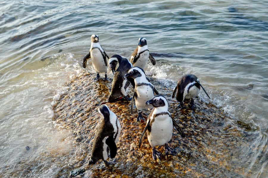 Cape of Good Hope: Sightseeing and African Penguins Tour - Noordhoek Farm Village and the coffee pause