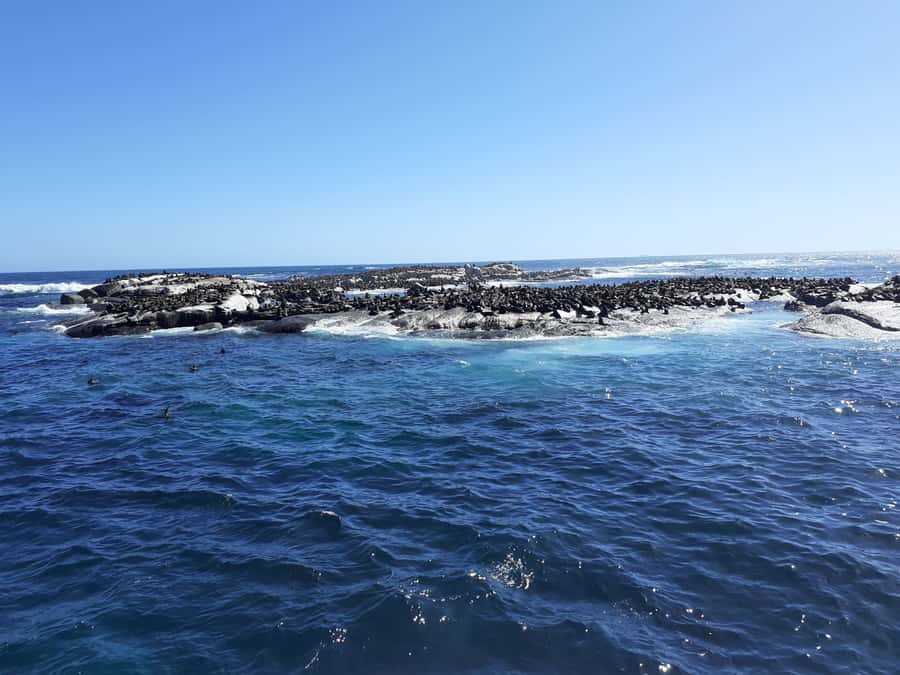 Cape of Good Hope: Sightseeing and African Penguins Tour - Maiden’s Cove and the Atlantic views