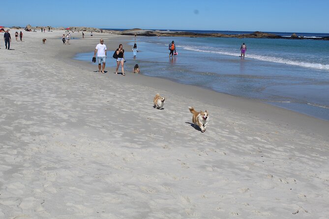 Cape of Good Hope, Table Mountain & Penguins Tour + All Tickets - Camps Bay and Hout Bay: beaches, harbor life, and optional seals