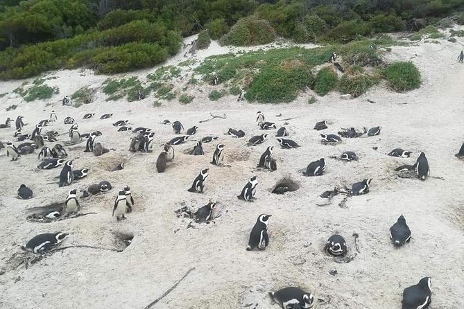 Cape of Goodhope Tour a Full Day Exploring the Cape Peninsula - Why this Cape Peninsula route works